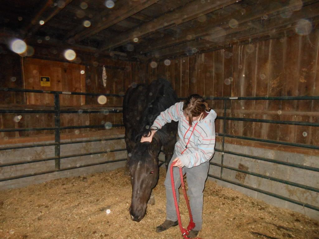 Refusing to take the bit! The Horse Forum